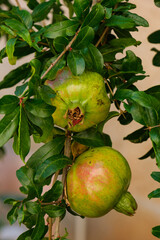 Granatapfel  (Lat.: Punica granatum) pomegranate tree with fruits - Hochformat