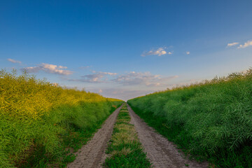 Endless Fields of Gold: Gravel Road on the Rapeseed Farm at Sunset