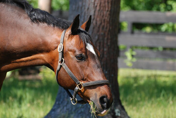 Fototapeta premium Messy Horse with Grass in His Mouth