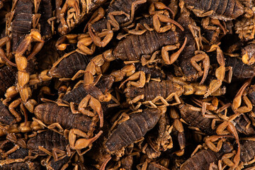 Dried scorpion texture background.