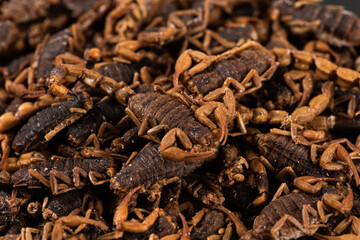 Dried scorpion texture background.