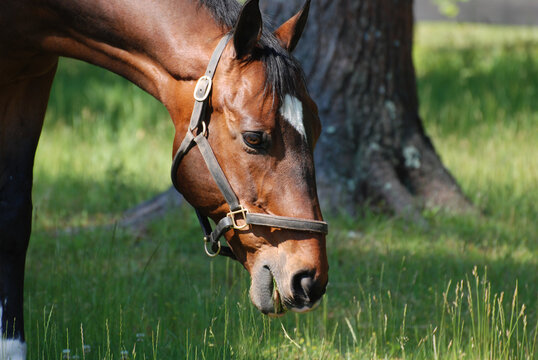 Close Up with a Beautiful Grazing Horse