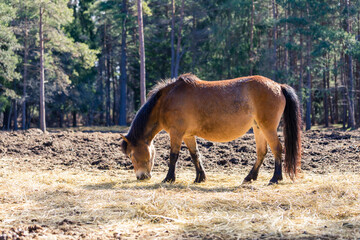 beautiful russ horse hay eating outdoors
