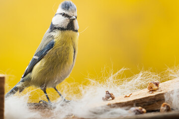 Blue tit collects hair for nesting in front of yellow background
