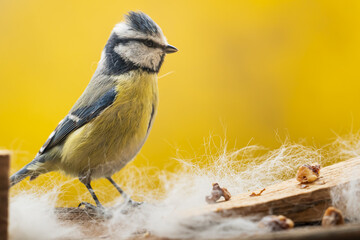 Blue tit collects hair for nesting in front of yellow background