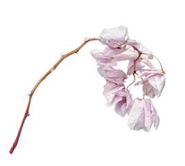 Dead withered orchid phalaenopsis flower branch isolated on white background.  Fading and...