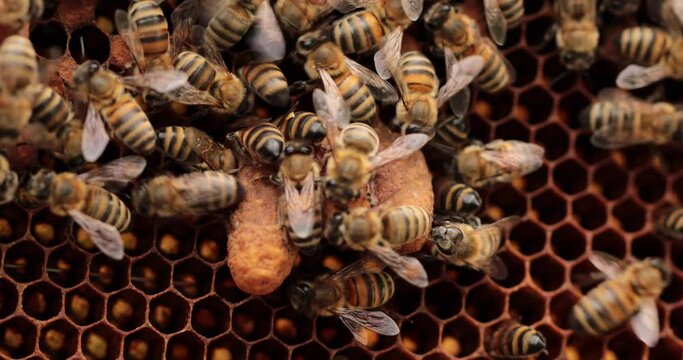 Nature's Leaders: Bee Breeder's Image Depicting Queen Bees on Cells