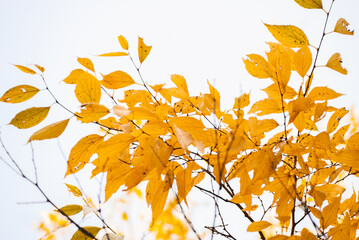 Beautiful autumn background of yellow leaves artistic bokeh effects and glare of white and yellow spots from sunlight on a white background, selective focus