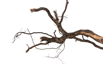 Dry branch of dead tree with cracked bark isolated on white background.