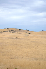 Fototapeta na wymiar Dry grass covered hill with over cast sky