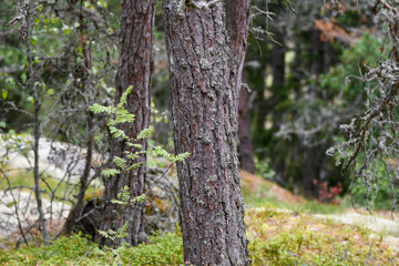 Untouched forest landscape in the archipelago in Finland