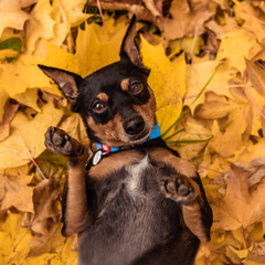 Black dogof the miniature pinscher breed in autumn in orange foliage