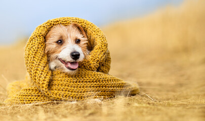 Funny happy dog puppy wearing warm pullover. Cold autumn, fall, winter or pet clothing background.