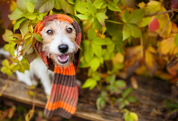 Cute funny smiling pet dog wearing warm scarf in the leaves. Cold autumn, fall, winter or animal clothing background.