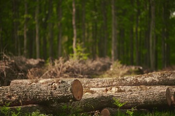 Ecological Damage. Heap firewood close-up. A pile of fresh firewood. Deforestation's Impact on European Evergreen Forests