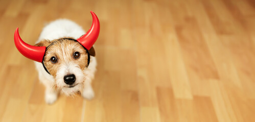 Cute funny happy halloween pet dog in devil costume. Holiday background, banner with copy space.