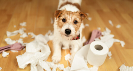 Funny, active naughty dog after biting, chewing a toilet paper. Pet mischief, puppy training or separation anxiety banner.
