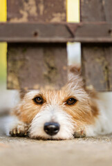 Cute dog looking behind the wooden fence. Dog face, eye and expression vertical background. Animal protection.