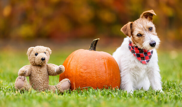 Funny pet dog puppy sitting with a decoration pumpkin and toy bear in autumn. Halloween, happy thanksgiving day or fall background.
