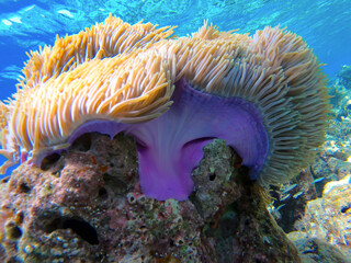 coral reef Maldives 