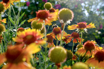 Summer in the garden. Golden hour. Bee in flowers