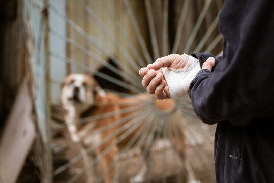 male dog Alabai bit the man's hand. Bandaged human hand after dog bite Concept of animal care and rabies prevention