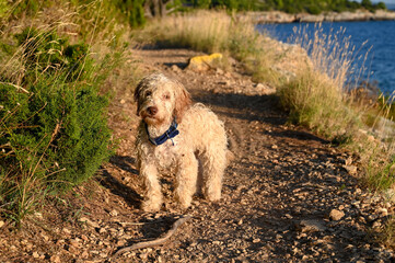Cute shaggy dog by the sea. Pets. A brown dog.
