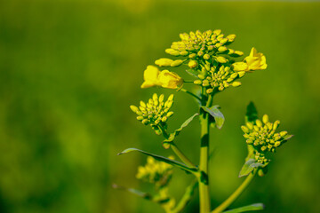 Radiant Rapeseed Bloom: Capturing Beauty with Selective Focus