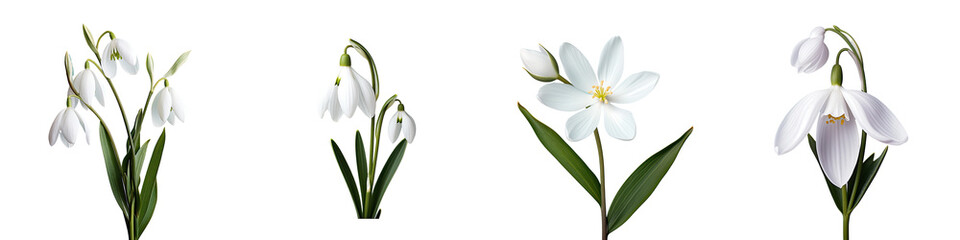 Auckland New Zealand displays a solitary white snowdrop flower on a transparent background