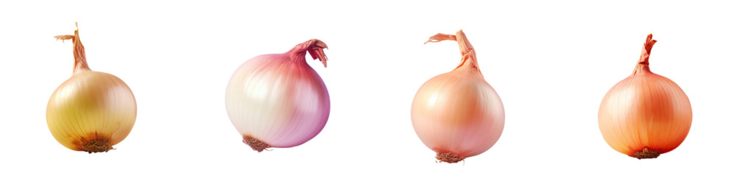 Mature onion on transparent background with subtle shading