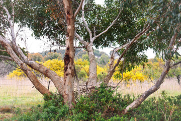 eucalyptus tree in rural australian landscape and spring flowering wattle acacia in the background