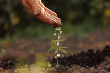 Concept farm marijuana plantation. Farmer pours water on young cannabis sprout on sunset light