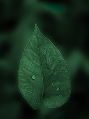 leaf with water drops