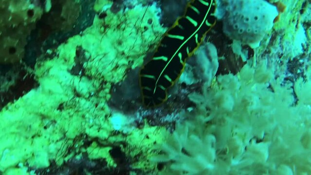 tiger flatworm in the coral