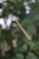 caterpillar on a leaf