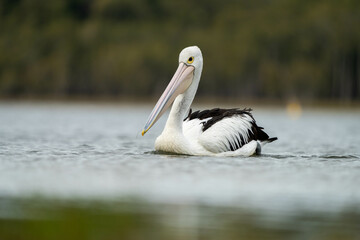 pelican close up on a river in australia