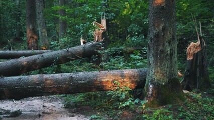 Trees felled after a storm