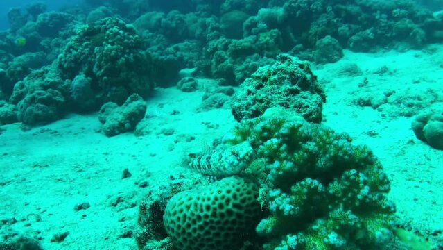 lizard fish in the coral