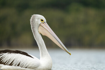 pelican close up on a river in australia