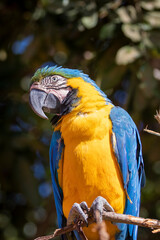 Brazilian Savannah Bird / The birds of Brazil are very beautiful and have many colors.