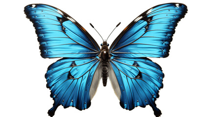 Butterfly png. Blue butterfly isolated png. Metamorphosis. Blue butterfly
