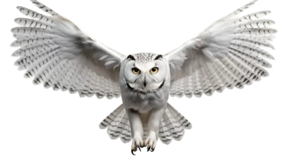 Papier Peint photo Dessins animés de hibou owl in flight png. Owl isolated png. White owl. Albino owl in flight png