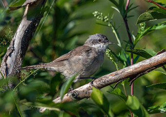 Small gray bird Lesser Whitethroat sits on a dry branch.