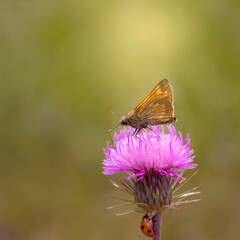 Brown butterfly in a pink flower in Pyrenees with a ladybug in the green stem. Symbol of metamorphosis and constant transformation.