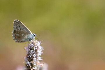 Adonis Blue butterfly (Polyommatus bellargus) in a flower in Pyrenees with green and pink background. Symbol of metamorphosis and constant transformation. 