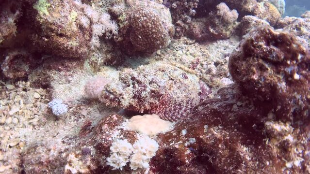 scorpion fish in the coral reef