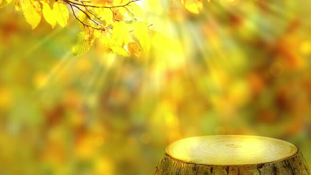yellow fall leaf branch on bright abstract autumn background with bokeh light animation in sunshine, product display on empty rustic tree stump