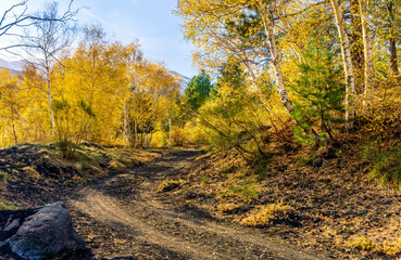 amazing autumn country road among yellow birch trees forest, branches with golden leaves and orange bushes, leadinfar away to nature