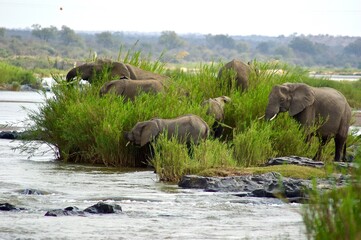 Elefants grassing near the water