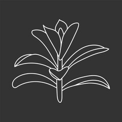 Succulent echeveria in doodle style, vector illustration. Desert flower for print and design. Outline mexican plant, graphic isolated element on chalk board background. Housplant for decor interior